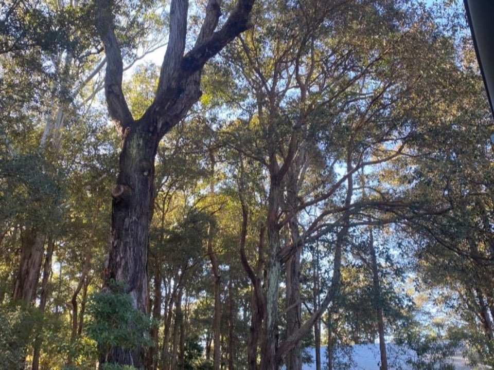Mature trees in a East Riding of Yorkshire parkland setting due for routine re-inspection
